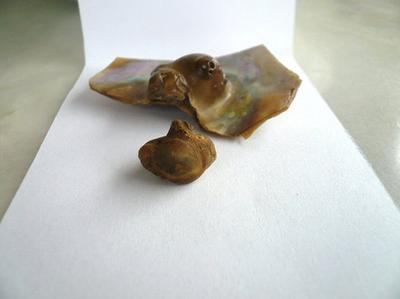Abalone pearl from inside a blister pearl