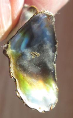 Abalone Pearl Iridescence 32mm 13+ carats