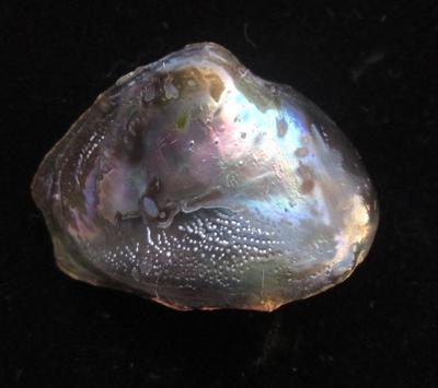 Abalone Pearl Iridescence 32mm 32+ carats