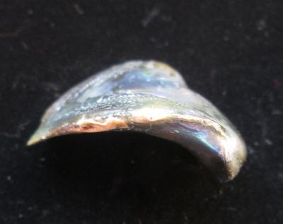 Abalone Pearl Iridescence 32mm 32+ carats