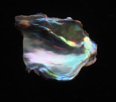 abalone pearl