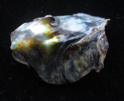 Abalone Pearl with Iridescence 22mm 10+ carats