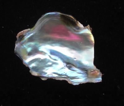 Abalone Pearl with Iridescence 22mm 10+ carats