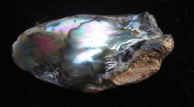 Abalone Pearl with Iridescence 31mm 21+ carats
