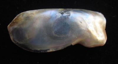 Abalone Pearl 29+mm with Iridescence