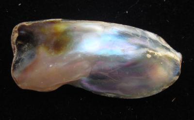 Abalone Pearl 29+mm with Iridescence