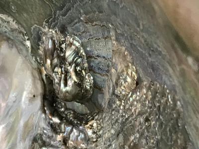 Abalone with lots of blister pearls 