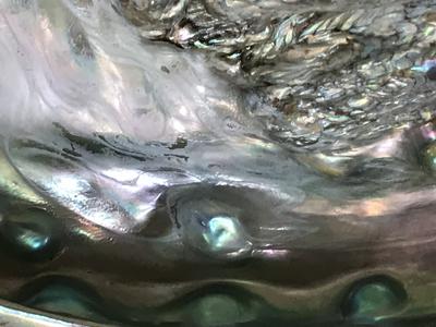 Abalone with lots of blister pearls 