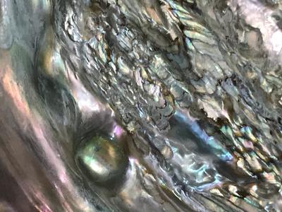 Abalone with lots of blister pearls 