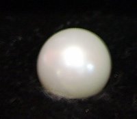 Abernethy pearl closeup. Photo by Kari