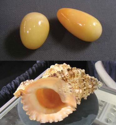 Two pearls from Tutufa bubo (38 and 31 carats, respectively); Figure 4 (bottom): Shell of the Tutufa bubo. Photos courtesy the Rankins Family