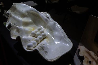Polished pieces of clam shell that resemble pearls on display at the Tucson Gem Show