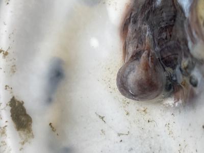 Are Blister pearls worth anything? 