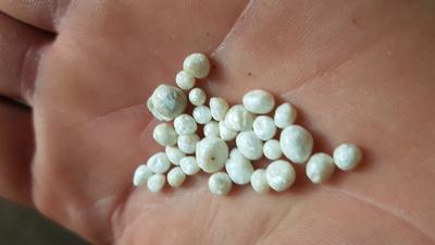 ATLANTIC CANADA SCALLOP PEARLS