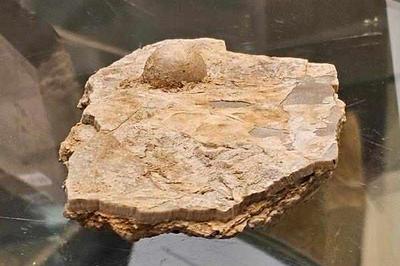 Australia's Largest Fossil Pearl 