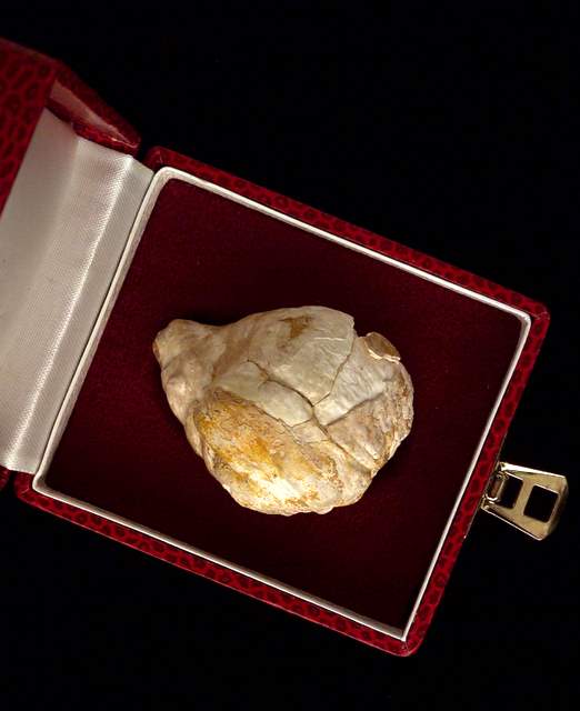 Large Fossil Pearl