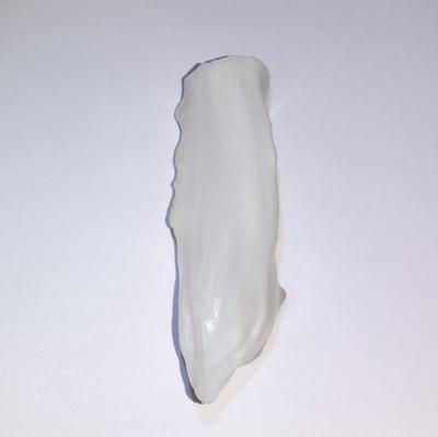 Baroque Clam Blister 82 ct