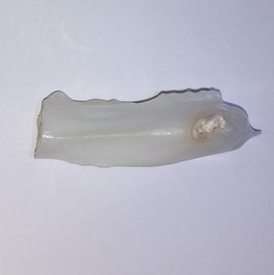 Baroque Clam Blister 82 ct