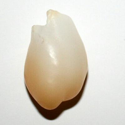 Baroque Clam Pearl 29.4 ct