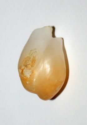 Baroque Clam Pearl 29.4 ct