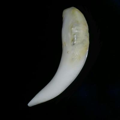 Baroque Clam Pearl 38+ ct Elongated Baroque