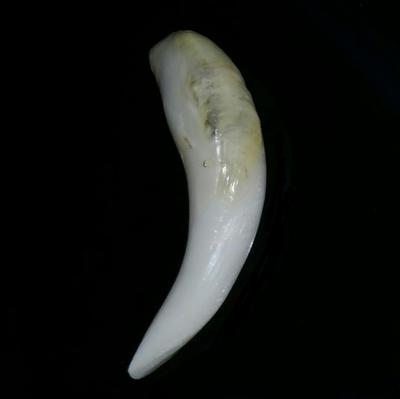 Baroque Clam Pearl 38+ ct Elongated Baroque