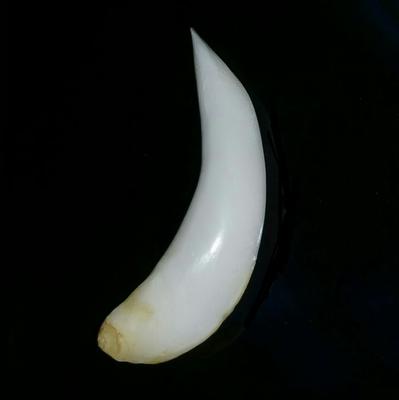Baroque Clam Pearl 38+ ct Elongated Baroque