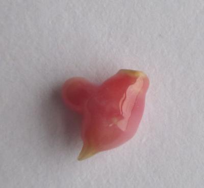 Baroque Dark Pink Conch Pearl Unique Shape