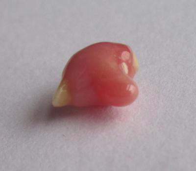 Baroque Dark Pink Conch Pearl Unique Shape