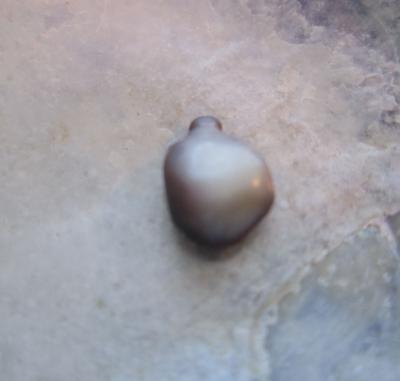 Baroque Shaped Blue Mussel Pearl 2 Toned 6mm