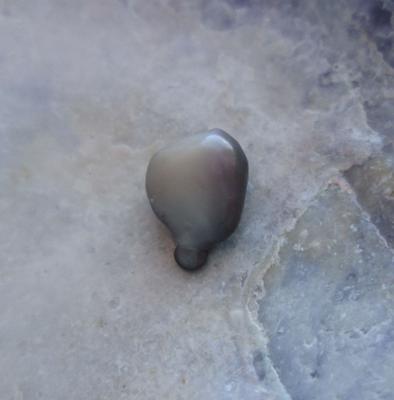 Baroque Shaped Blue Mussel Pearl 2 Toned 6mm