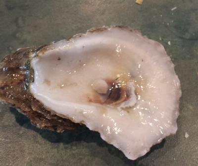 found a pearl in oyster