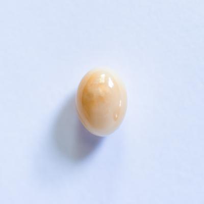 Beige Oval Conch Pearl 1+ carat 7mm 