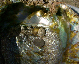 Big Baroque Pearl Attached To 10.49