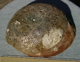 Big Baroque Pearl Attached To 10.49