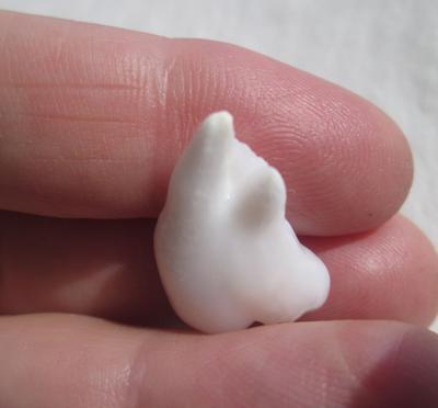 Bird Shaped Clam Pearl for Sale 14 carats 20mm