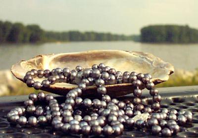Black Pearls Tumbling from Shell