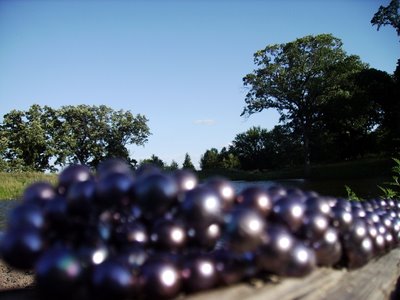 Black pearls in front of trees