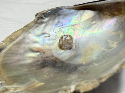 Blister Pearl in Shell Rainbow Lip Mother of Pearl (Pteria Serna)