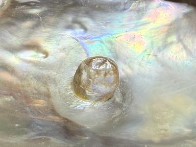 Blister Pearl in Shell Rainbow Lip Mother of Pearl (Pteria Serna)