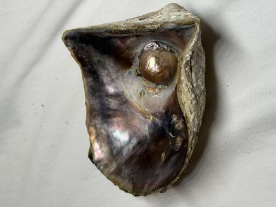 Blister Pearl Pteria sterna Rainbow Lip (Mother of Pearl)