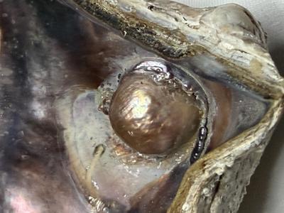 Blister Pearl Pteria sterna Rainbow Lip (Mother of Pearl)