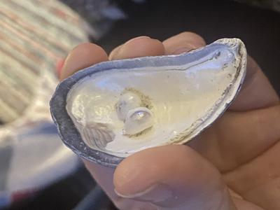 Blue Mussel Pearl