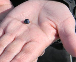 Blue Mussel Pearl from Hudson Strait in Northern Quebec