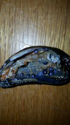 Norwegian Pearls for Sale Blue Mussel Pearls in Bulk