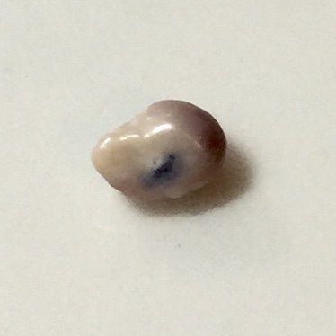 Blue Mussel Saltwater Pearl Baroque Lavender