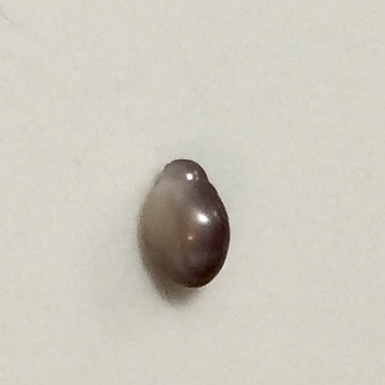 Blue Mussel Saltwater Pearl Drop Shape