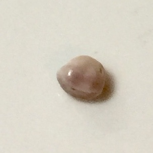 blue mussel pearl