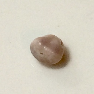 Blue Mussel Saltwater Pearl - Lavender