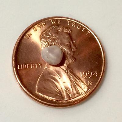 Blue Mussel Saltwater Pearl - Lavender